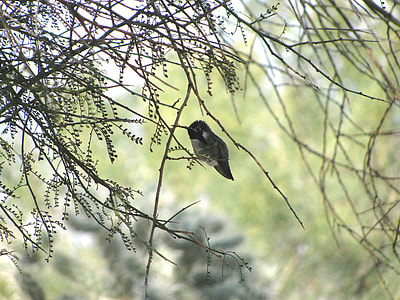 Hummingbird, Costa'S Hummingbird thumbnail