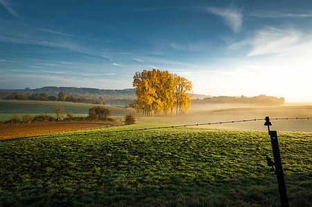 yellow leaf trees in the middle on green grass field under white and blue clouds at daytime thumbnail