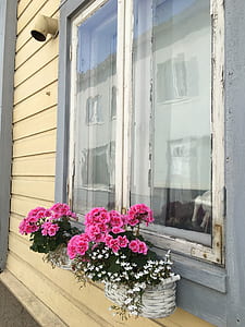 plants on window front thumbnail