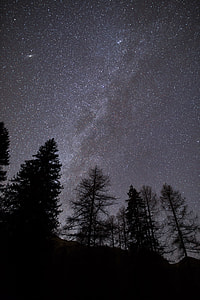 grayscale photo of trees under starry sky thumbnail