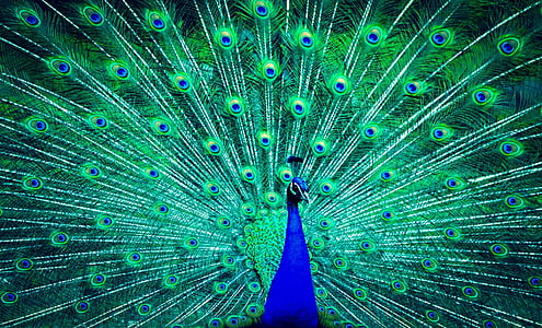 green and blue peafowl thumbnail