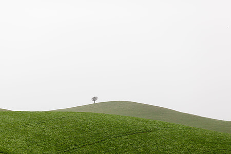 leafed tree on mountain thumbnail