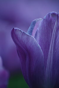 closeup photography of purple tulip flower thumbnail
