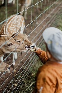 boy feeding deer thumbnail
