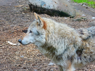 brown and black wolf beside rock thumbnail