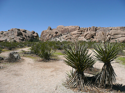 Joshua Tree National Park, Landscape thumbnail