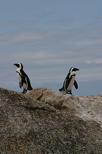 two black-and-white penguins standing on rock formation at daytime thumbnail