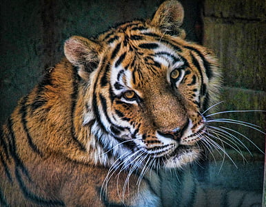 adult tiger painting thumbnail