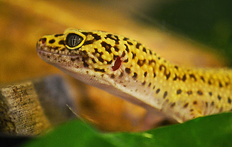 brown and black lizard thumbnail