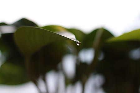 tilt shift lens photography of green leaf with water drop thumbnail