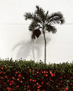 landscape, nature, flowers, tree thumbnail