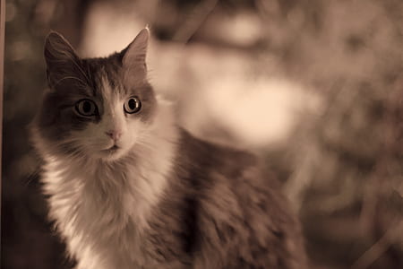 grey and white cat close-up photo thumbnail
