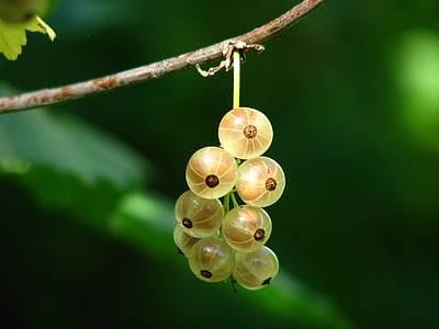 close-up photography of round yellow-and-brown fruits thumbnail