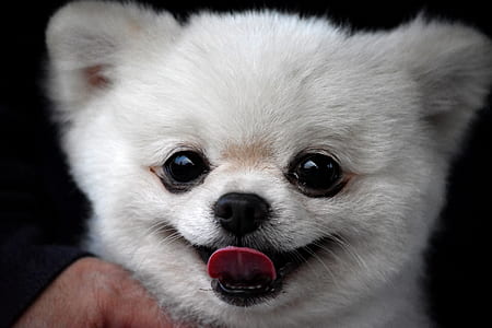 white Pomeranian puppy thumbnail