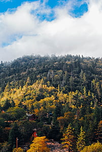 landscape photo of pine trees thumbnail