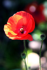 red poppy flower blooming at daytime thumbnail
