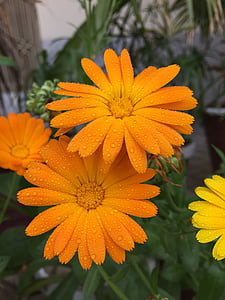 yellow-petaled flowers thumbnail