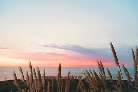 brown grass near sea during golden hour thumbnail