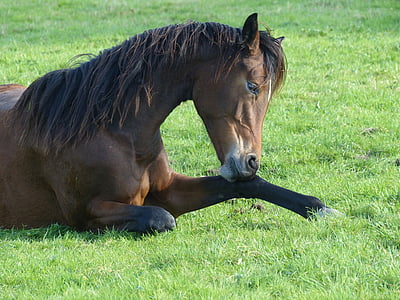 horse laying on grass thumbnail
