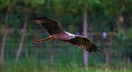 falcon on mid air thumbnail