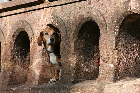 dog in hole thumbnail