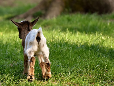 white and brown goat on green grass at daytime thumbnail