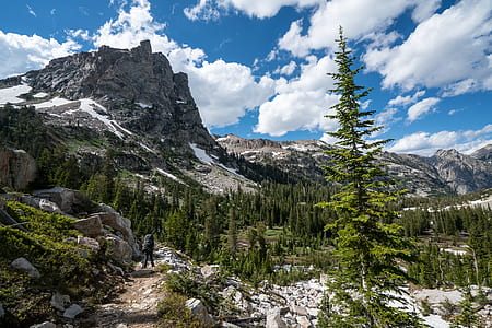 scenery of forest beside snow mountain thumbnail