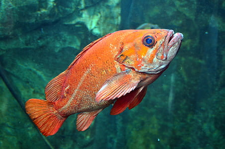 orange and white fish thumbnail