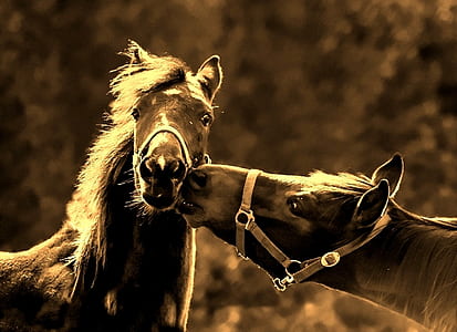 wildlife photography of two black horses thumbnail