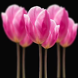 shallow focus photography of flowers thumbnail