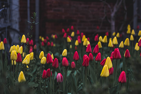 unbloomed flowers near tall trees thumbnail