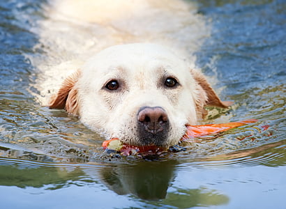 adult yellow Labrador retriever on body of water thumbnail