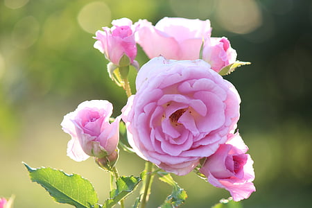 selective focus photograph of pink rose thumbnail