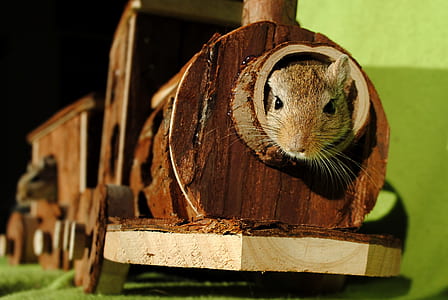 rat on wooden train thumbnail