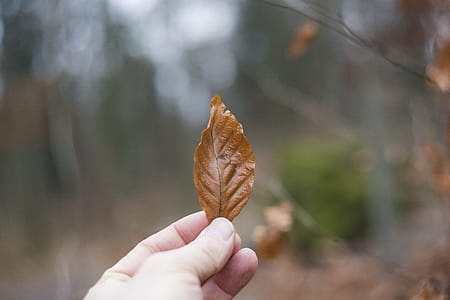 person holding brown dried leaf thumbnail