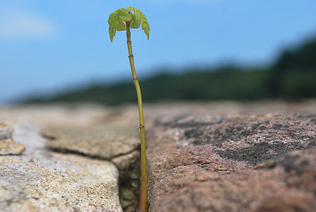 green leafed plant in between of gray rock thumbnail