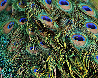 closeup photography of green and blue peacock feather thumbnail