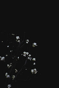 white flowers with black background thumbnail