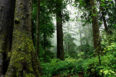 green grass surrounded by trees thumbnail