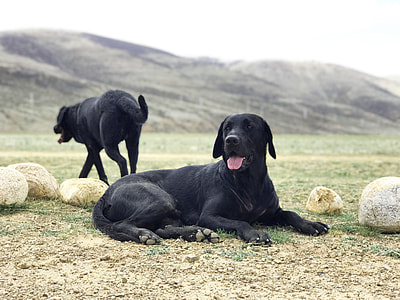 adult black Labrador retriever lies on grass thumbnail