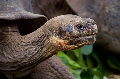 selective focus photography of brown turtle thumbnail