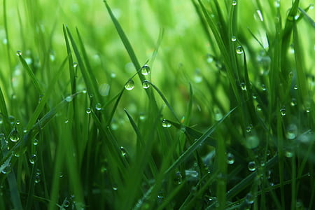 green grass with water dew closeup photo thumbnail