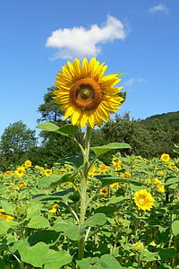 sunflower field during daytime thumbnail