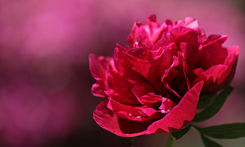 closeup photo of red petaled flower thumbnail