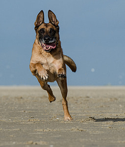 adult tan German shepherd running on field thumbnail