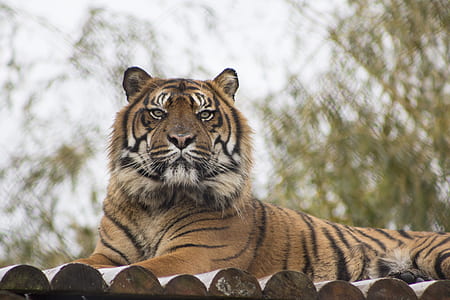 tiger on top of brown wooden surface during daytime thumbnail