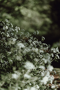 shallow focus photography of white flowers thumbnail