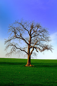 brown bare tree surrounded by green grass at daytime thumbnail