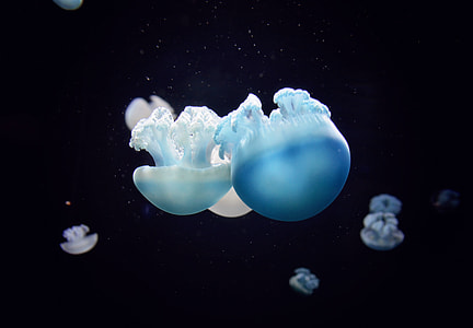 Jelly Love thumbnail