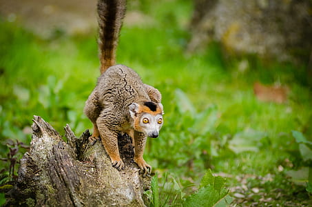Photo of a Brown Short Coated Animal thumbnail